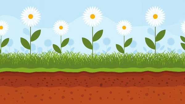 Three white daisies grow in green grass